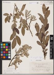 Foto von Salix appendiculata Vill. x Salix helvetica Vill.
